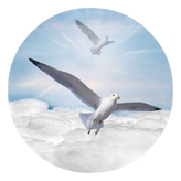 DAROUND 101 BL Journey Home Clouds Birds Blue